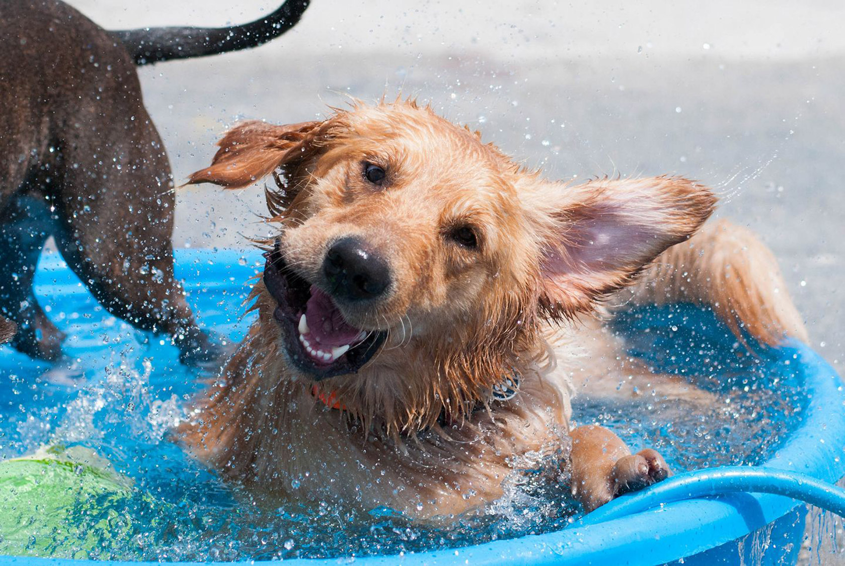 dog daycare lakeland fl