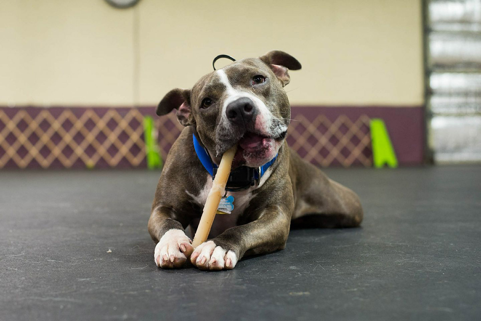 pet boarding lakeland fl