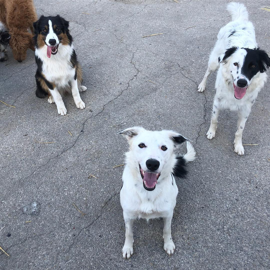 dog boarding lakeland fl