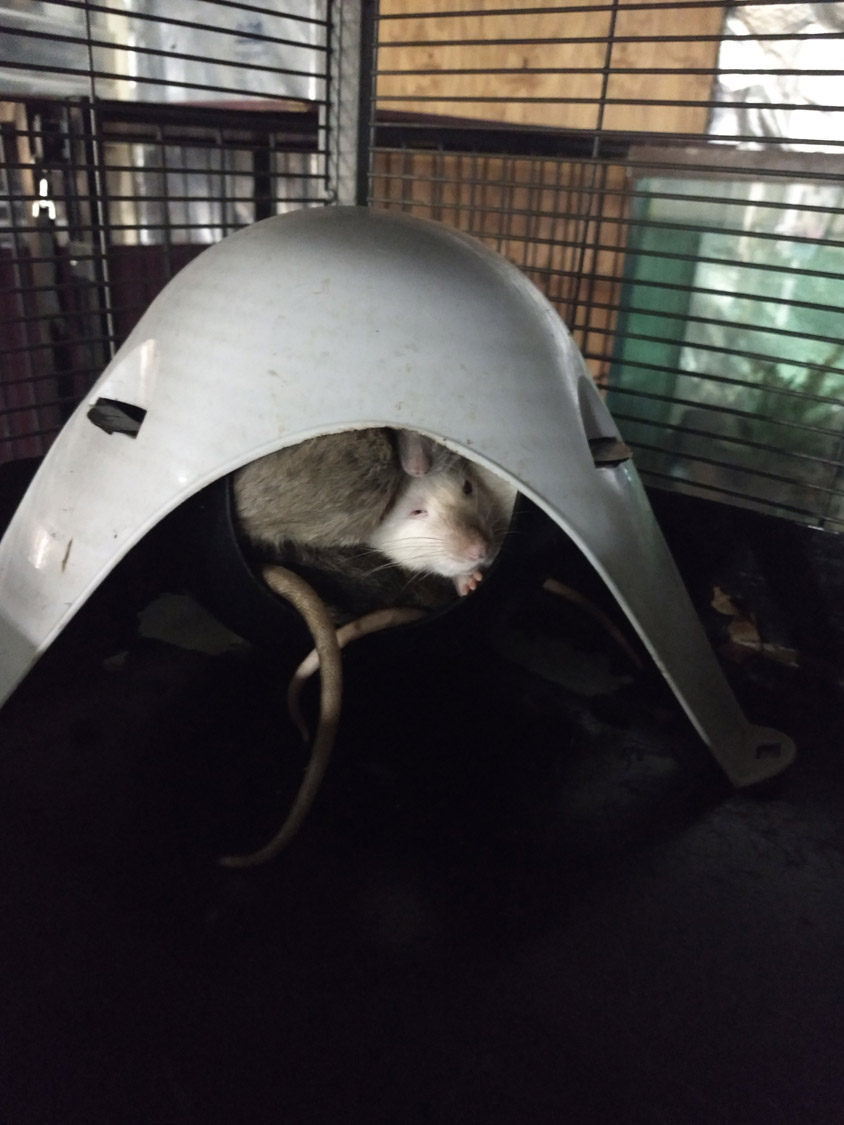 exotic pet boarding lakeland fl