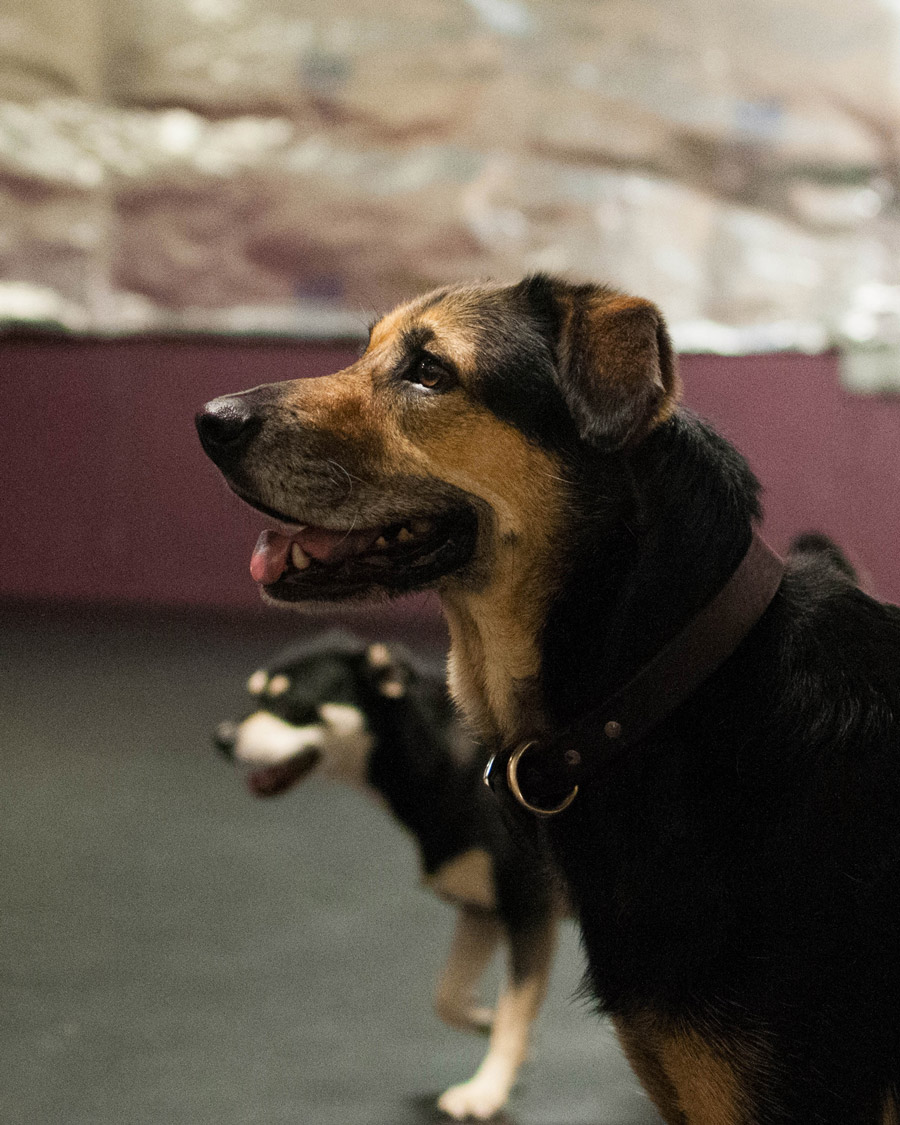 dog training lakeland fl