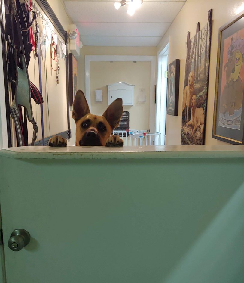 dog boarding lakeland fl