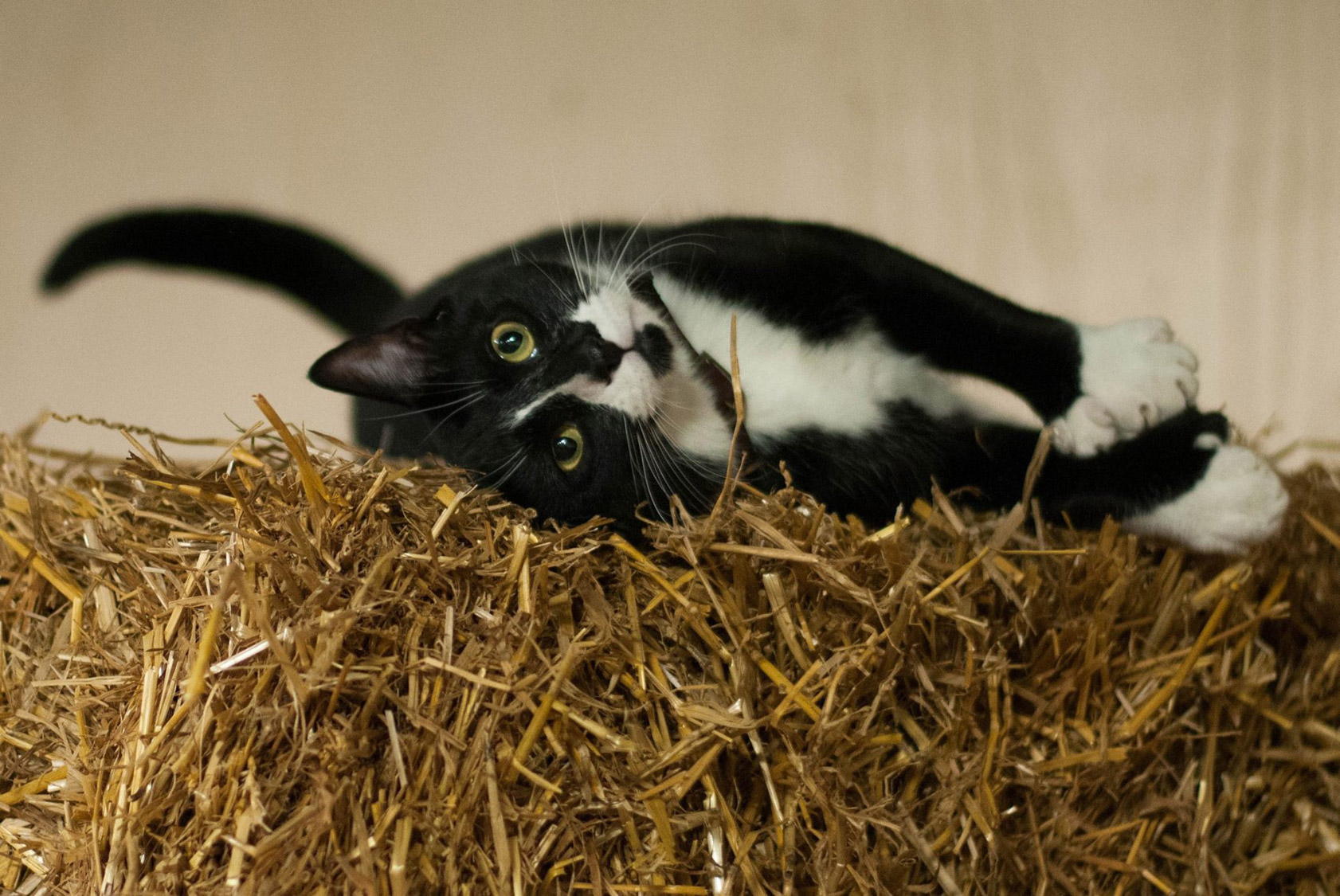 pet boarding lakeland fl