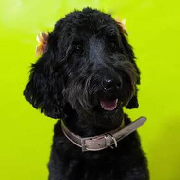 dog grooming lakeland fl