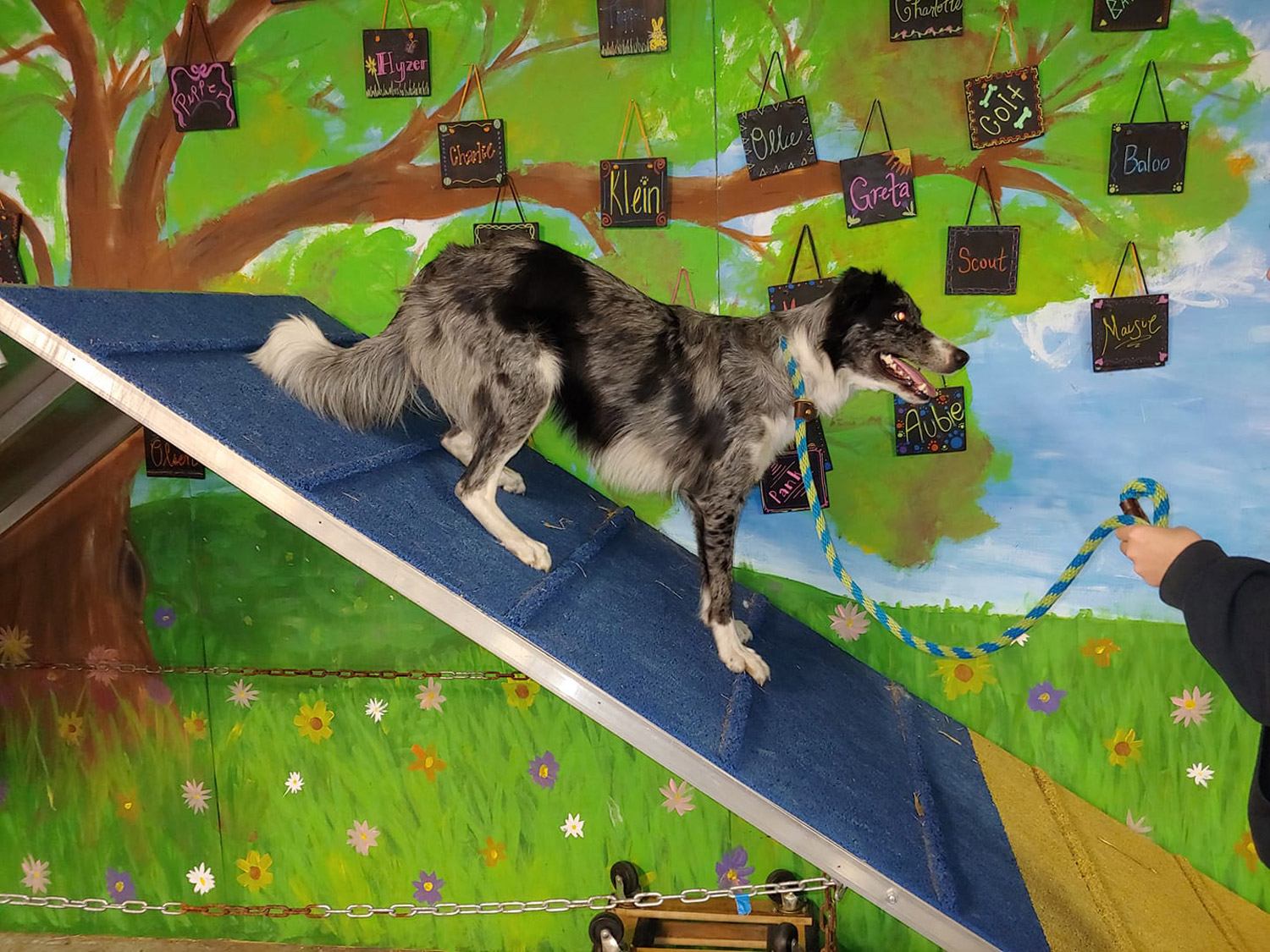 dog training lakeland fl