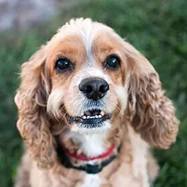 dog grooming lakeland fl