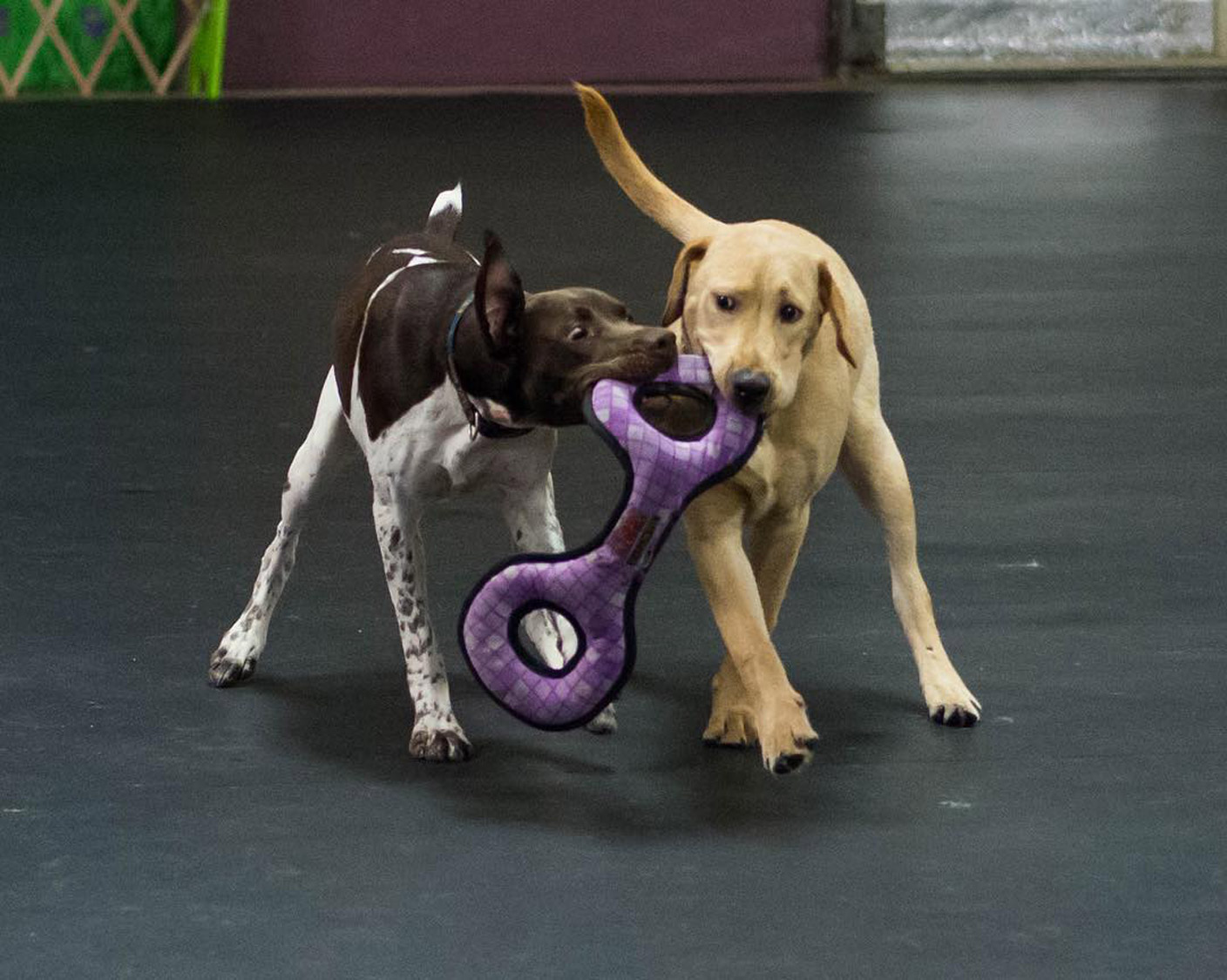 dog daycare lakeland fl