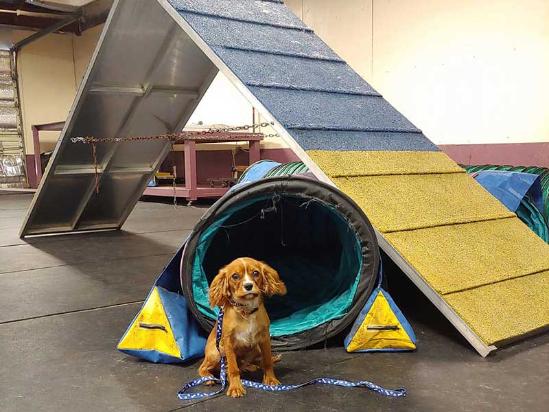 dog training lakeland fl