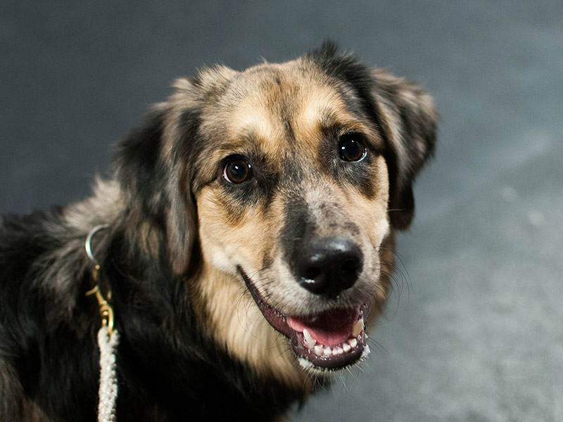 dog boarding lakeland fl