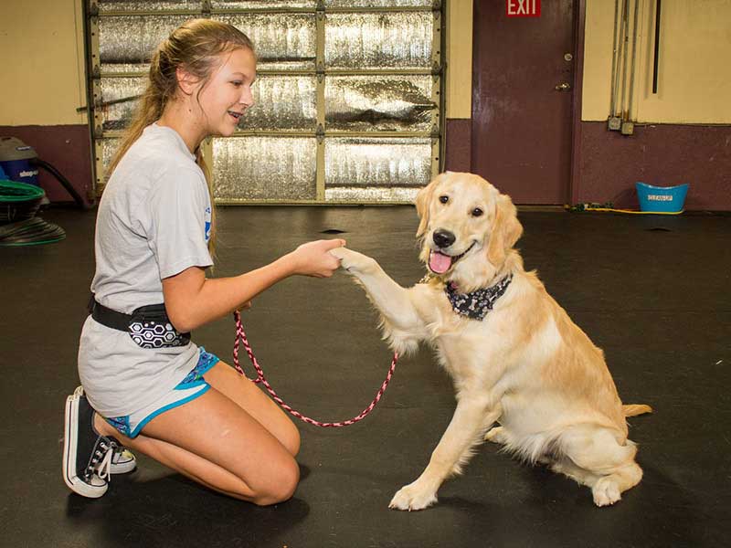 dog training lakeland fl