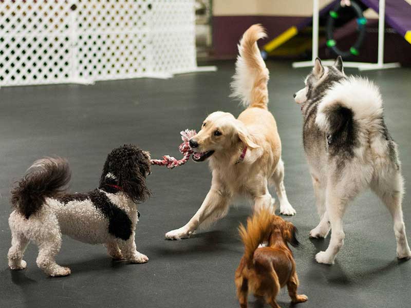 dog daycare lakeland fl