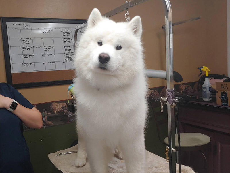 dog grooming lakeland fl