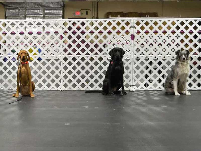 dog training lakeland fl