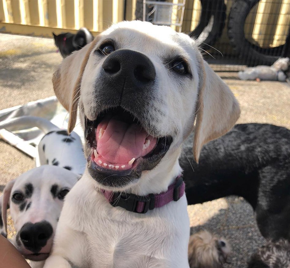 Pet Care Services at Das Hund Haus