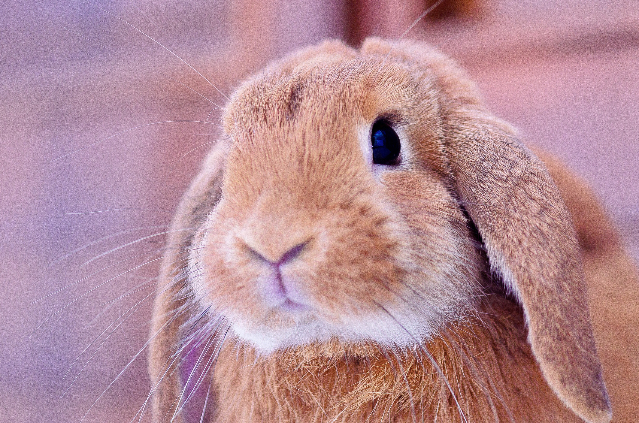 Close-Up Portrait Of Rabbit 